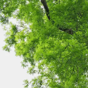 American Elm Tree Grow Shade Ornamental Seeds 3 Pack x 200 Seeds Tropical Exotic Indoor Container Balcony Patio