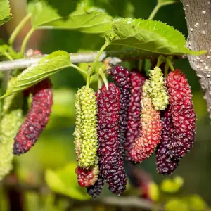 Mulberry Tree Live Plant, 10 to 12 Inch Tall, Sweet Mulberry Plant Live Seedling, 4 In Pot, Edible Mulberries Fruit Tree Plant (Pakistan Mulberry)