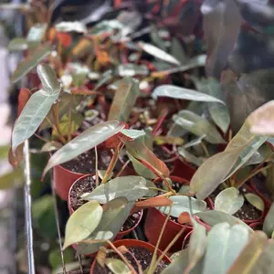 4” Philodendron Atabapoense