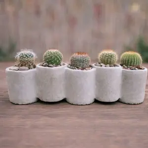 Modern Connected Cement Planter – Choose Succulent or Cactus (5 Plant Arrangement)