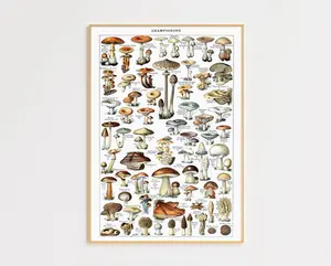 Mushroom Wall Decor, Vintage Poster, Nature Wall Art, Kitchen Wall Art, Champignons Poster, Educational Poster, Aesthetic