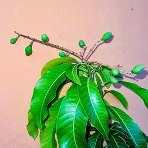 - Tropical Plantae - Grafted mango palmer 3-4’ feet takl - Tropical Plantae - Grafted mango palmer 3-4’ feet takl