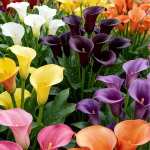 Mixed Calla Lily Seeds – Colorful Calla Lily Flower Seeds, Beginner-Friendly, Non-GMO, Easy to Grow, Suitable for Garden and Pot Planting, Indoor and Outdoor, Ornamental Flower, Summer Blooming, Perfect Gift for Gardeners