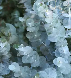 LIVE PLANT 2ft Eucalyptus cinerea Silver dollar tree Argyle apple Mealy strinbar