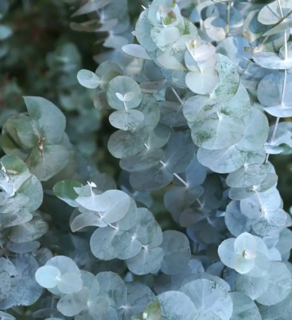 LIVE PLANT 2ft Eucalyptus cinerea Silver dollar tree Argyle apple Mealy strinbar