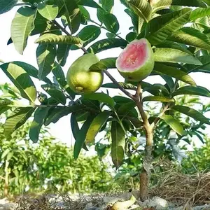 Guava seeds, suitable for potted plants, greenhouses and outdoor gardens, easy-to-cultivate fruit tree seeds.