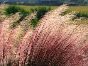2 Pink Muhly Grass Plants Live for Planting, Ornamental Grass Perennial Garden 5 to 9 Inch Height, Pink Grass Live Plants Clumps