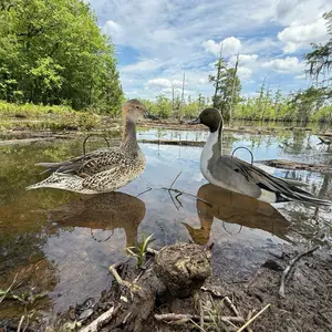Phantom Decoys Pintail Drake and Hen silhouettes