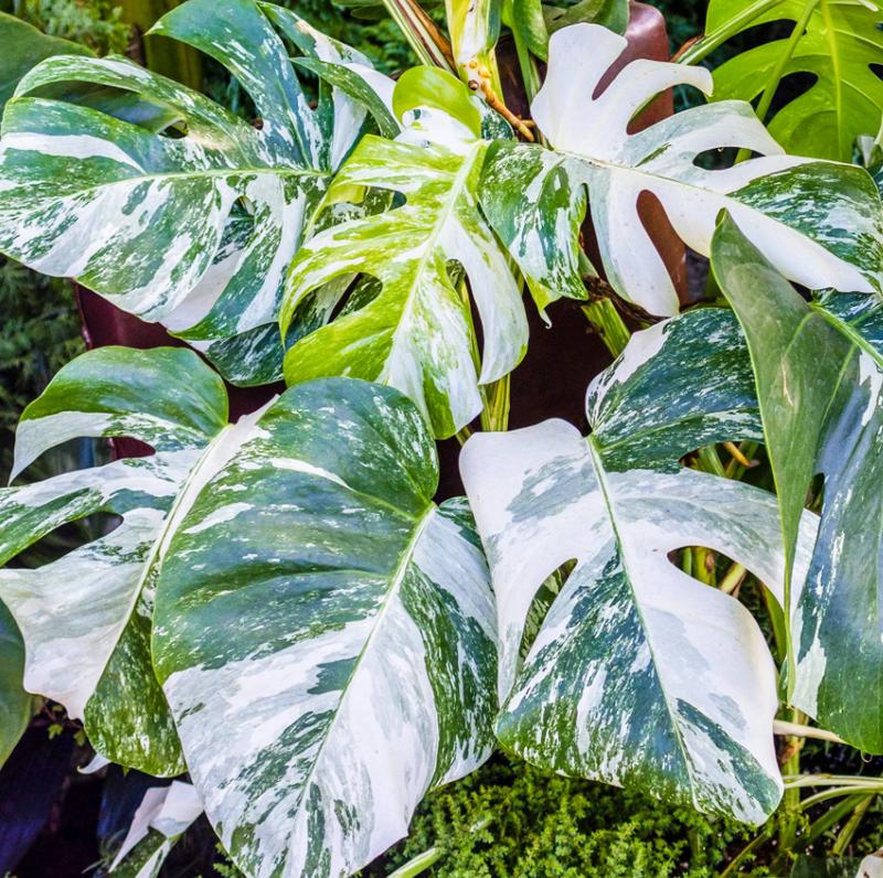 Philodendron Monstera Thai Constellation 4-6 Inch Tall Variegated Monstera Plant