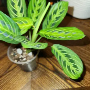Lemon  Lime Maranta(Prayer Plant)