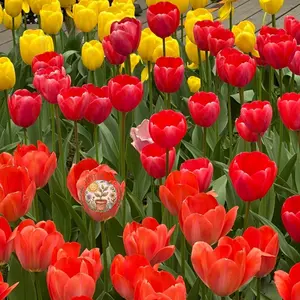 Premium high-sprouting tulip balls, easy-to-grow perennial rhizomes, low-maintenance indoor/outdoor flowers, ideal for balcony and garden gardening