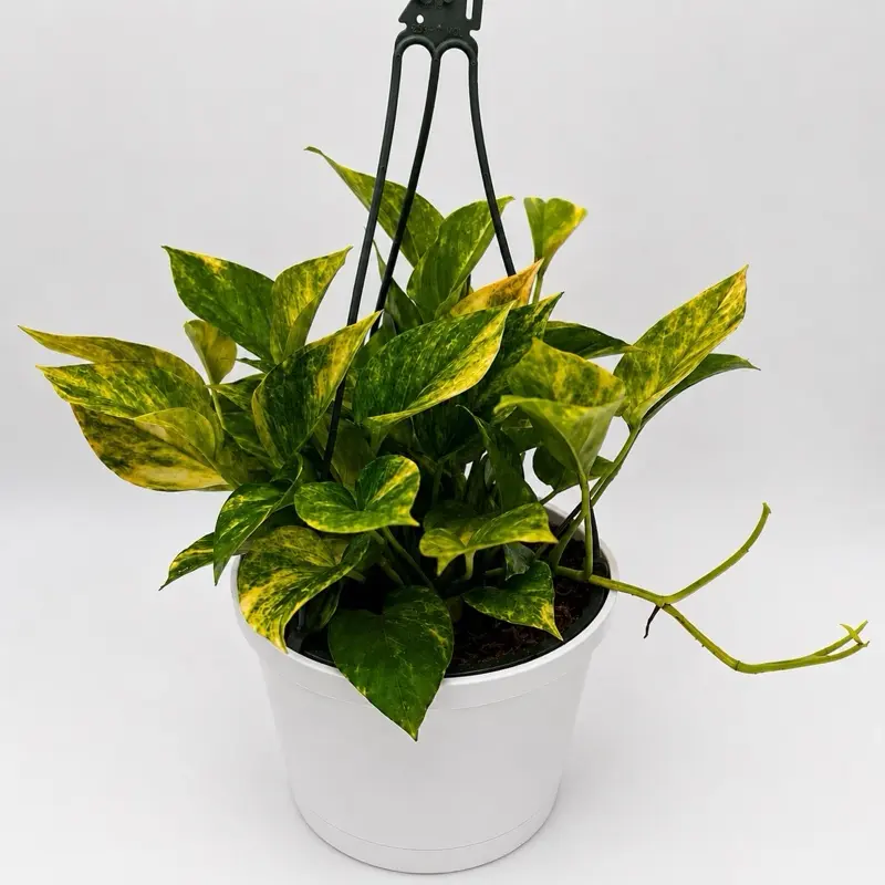 Pothos Neon Queen  8" HB pot - Rare Collector's Plant for Indoor Decor