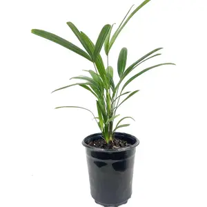 Lady Palm - Live Starter Plants in 2 Inch Pots - Rhapis Excelsa - Beautiful Clean Air Indoor Outdoor Houseplant