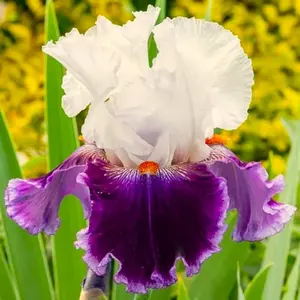 50 Heirloom Iris Seeds Fragrant Flower Plant (much less money than bulbs) - FRESH SEEDS - Limited Supply - Order Soon - Thank You