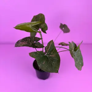 Syngonium Pink Splash Allusion 4” | Pink Syngonium | Houseplant