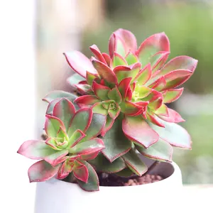 Aeonium Kiwi Haworthii