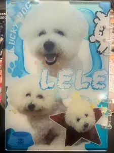 [Handmade Soothing Treasure] DIY Transparent Acrylic Shaker Book | Customize Your Exclusive Dream