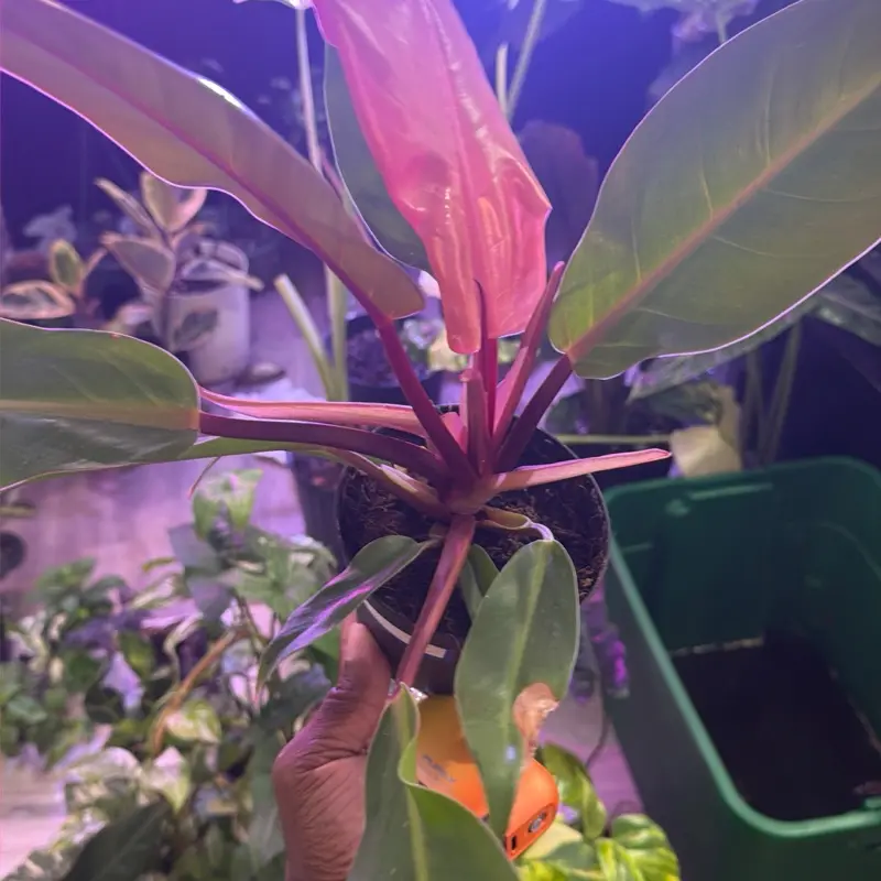 Prince of Orange philodendron