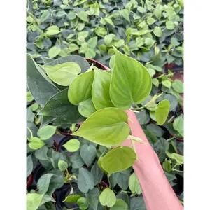Philodendron Cordatum (add-on plant ONLY) - 4" from MyPlants