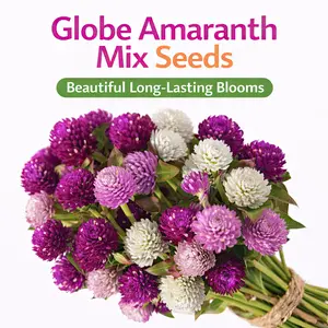 seed mixed color flower seed - Globe Amaranth Mixed Flower Seeds, Packets of 15 and 25 seeds Decorative
