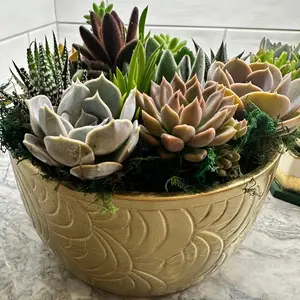 Premium Gold Garden Succulent Dish