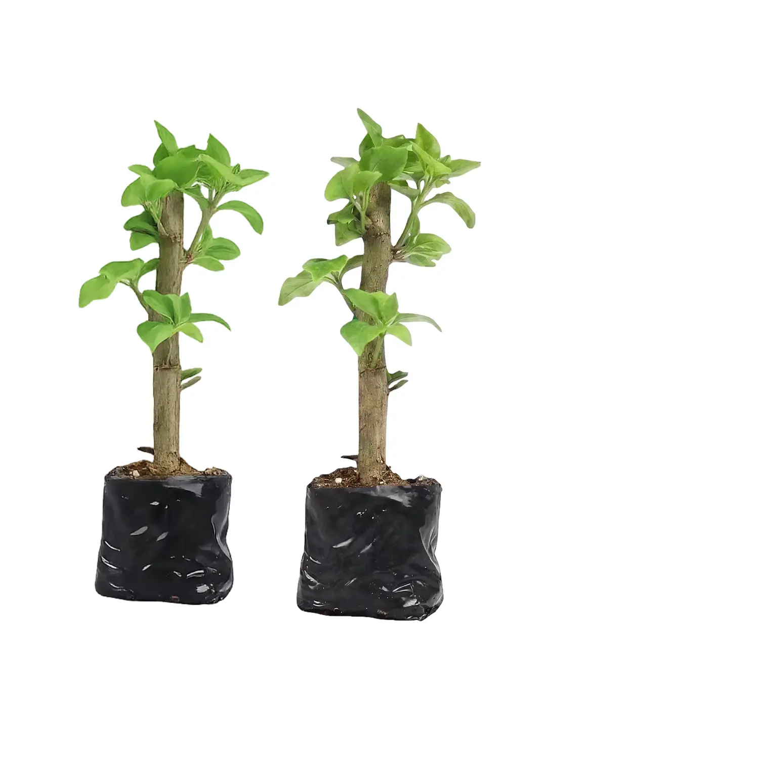 Two