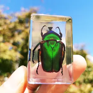 Amazing Insect in Resin Collection Real Yellow Scorpion Copper Flower Beetle Red Autumn Beetle in Crystal Clear Lucite Resin Specimen Fun And Educational Bug Specimen For Kids Perfect For Science Learning At Home And Classroom Science