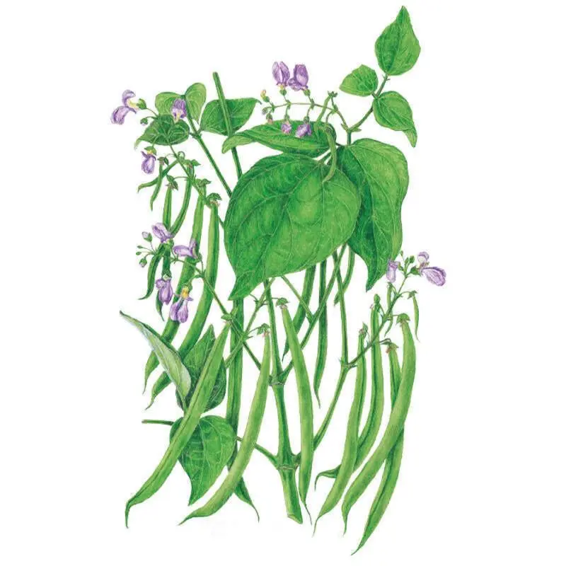 Blue Lake 274 Non-GMO Bush Bean Seeds, Vegetable Seeds for Growing Bushy Plants in Home Gardens