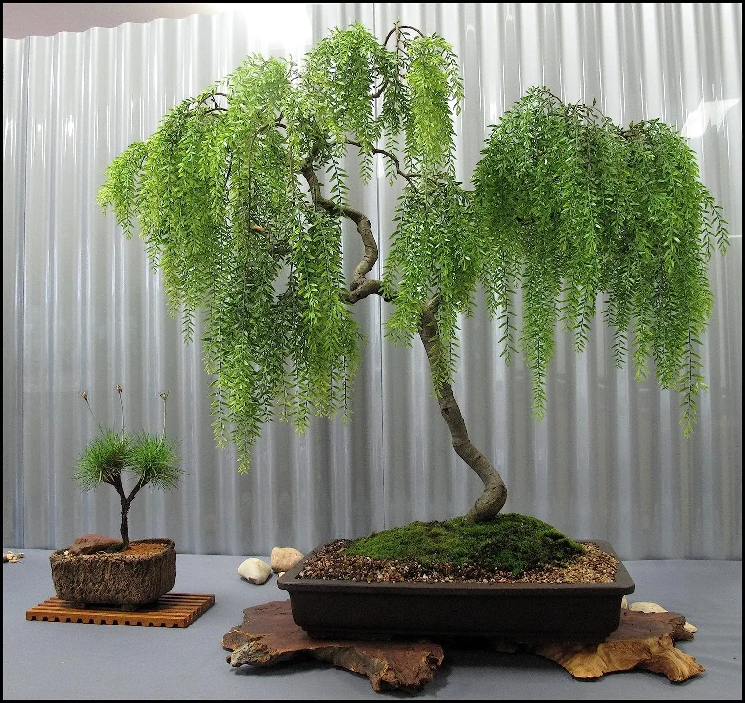 Live Dwarf Australian Weeping Willow Bonsai Tree Cutting - Fast Growing, Indoor/Outdoor Bonsai Material