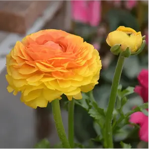500 pcs Mixed Peony Ranunculus Bulbs Seeds - 10 Large Healthy Bulbs for Planting - Easy to Grow
