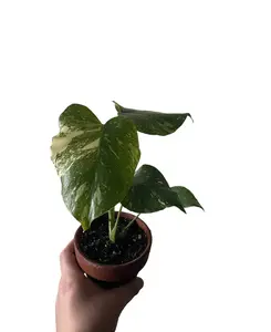 4” Monstera Thai Constellation in Terra Cotta  (RARE)