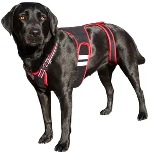 IVDD Back Brace for Dogs, Spine Support & Recovery, Large