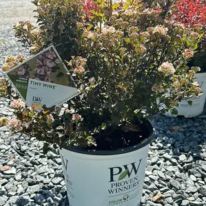 Proven Winners Physocarpus Opulifolius Tiny Wine Compact Ninebark with Bold Bronze Maroon Foliage & Pink White Blooms for Borders