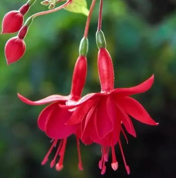 Fuchsia Marinka Live Plant 4 to 6 inch tall