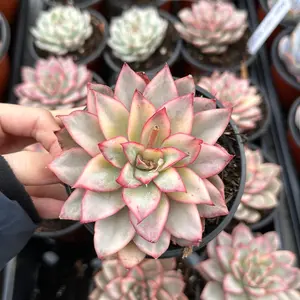 Echeveria ‘Moon Gad Varnish’ Variegated (around 3'')- Bare Root Succulents - Terra Tales