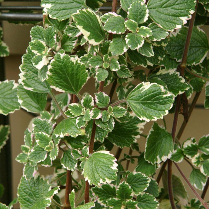 Swedish Ivy Mint Plectranthus Plant Plug (Plectranthus tomentosa 'Mint') – Fragrant Trailing Herb – Great for Hanging Baskets & Indoors
