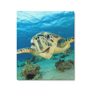 Home Paintings Wallpaper Bedroom Bathroom Living Room 20X24 inches Big Turtle Gift Poster Ornaments Decoration Print Photo