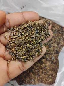 Seed Njama Njama ( small leaf) Garden Huckleberry, African nightshade 500 seeds