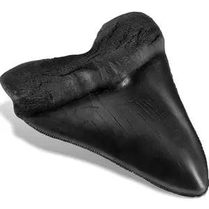 5.5 Inch Black Shark Tooth Toy Fake Megalodon Fossil Replica Resin Decor for Home Table Shelf Display Collection Ideal Gift for Shark Lovers
