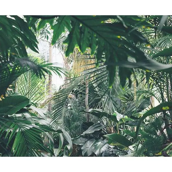 Rainforest Espresso
