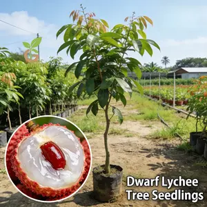 Premium Lychee Saplings - Thriving Growth & Strong Roots