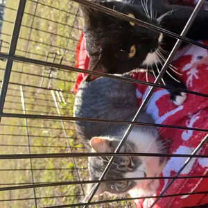 PAWPUBBY Deodorizing Pet Bath Cleaning Glove Wipes 90GSM Thickened Grooming Wipes for Dogs&Cats 8PACKS Hypoallergenic Gentle Safe Ingredients Multi-Pack