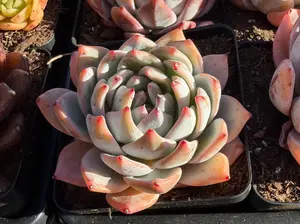 Echeveria 'Blue Bird Mutation' Single Head (around 4'') - Bare Root Succulents - Terra Tales