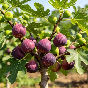 Balcony-Specific Dwarf Fig Tree Saplings, Compact Size Ideal for Potted Growing, Premium Grafted Varieties, Suitable for Indoor & Outdoor Care, Home Fruit Tree for US