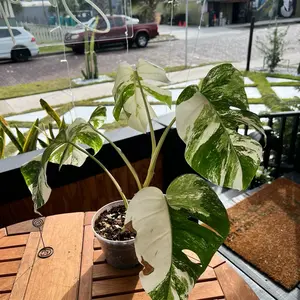 Monstera Borsigiana Albo Variegated 6”