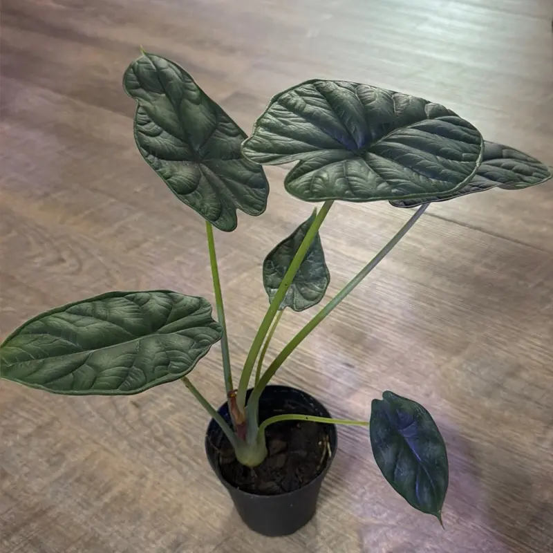 Alocasia 'Dragon Scale'