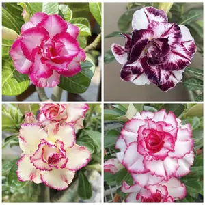 25pcsDesert Rose Heirloom Garden Seeds - Drought-tolerant Succulent with Vibrant Blooms, Easy to Grow, Ideal for Indoor and Outdoor Gardening