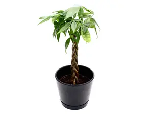 Braided Money Tree 4” Potted Live Plant - Pachira Aquatica - Good Luck Houseplant - Braided Trunk - Tropical Indoor Tree - Feng Shui Favorite - Easy Care - Glossy Green Foliage - Miniature Tree - Unique Gift - Statement Greenery - Non toxic, Pet Friendly
