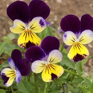 Johnny Jump Up Plant, Perennial Flower, Full-Part Sun