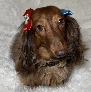 Choose Your Set ️ Luxury Dog Bows 2-Pack (Red, Blue or Mixed).